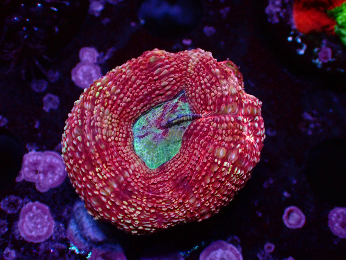 Acanthastrea Bowerbanki Ultra | WYSIWYG