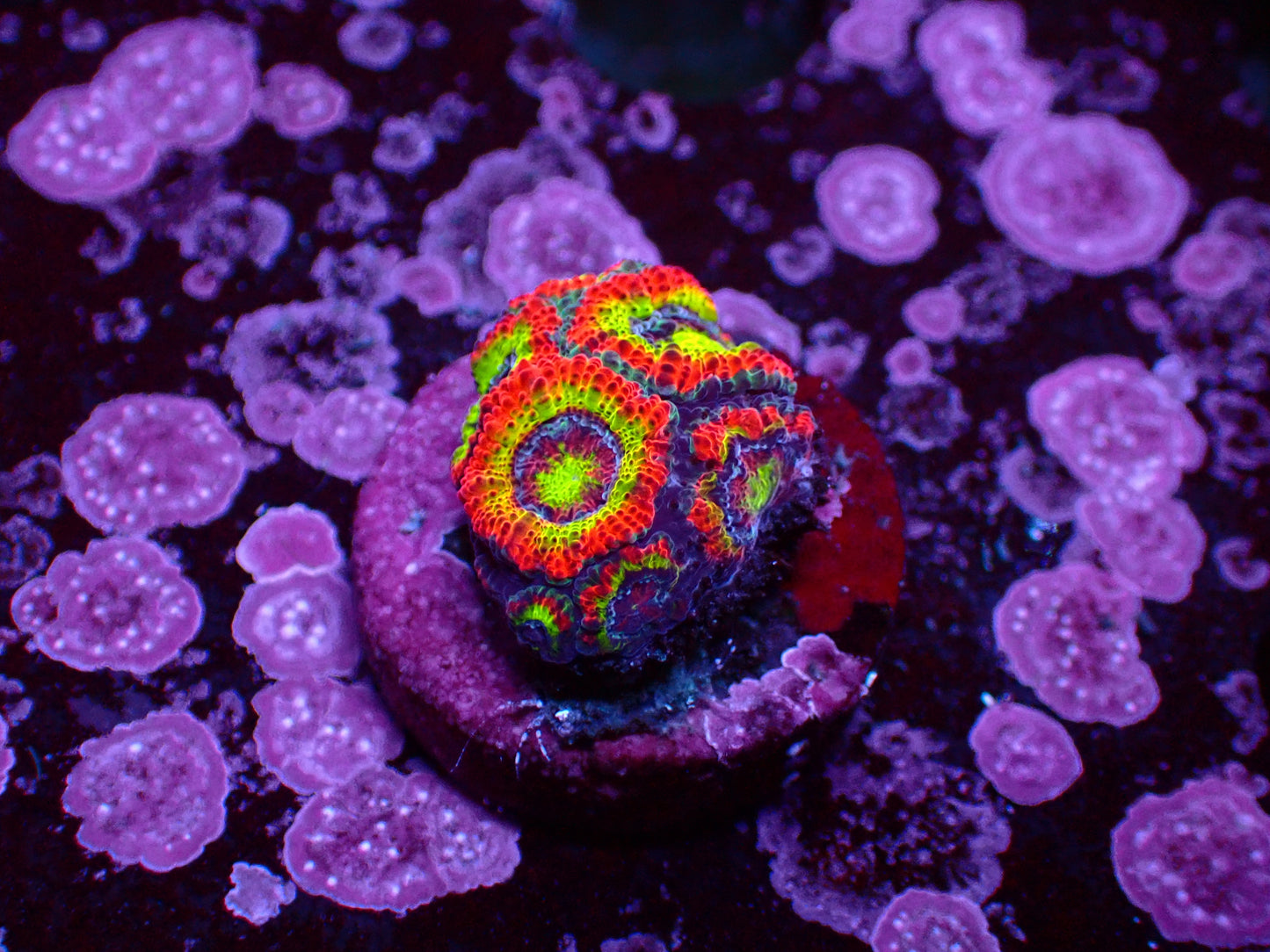 Holy Grail Micromussa | WYSIWYG