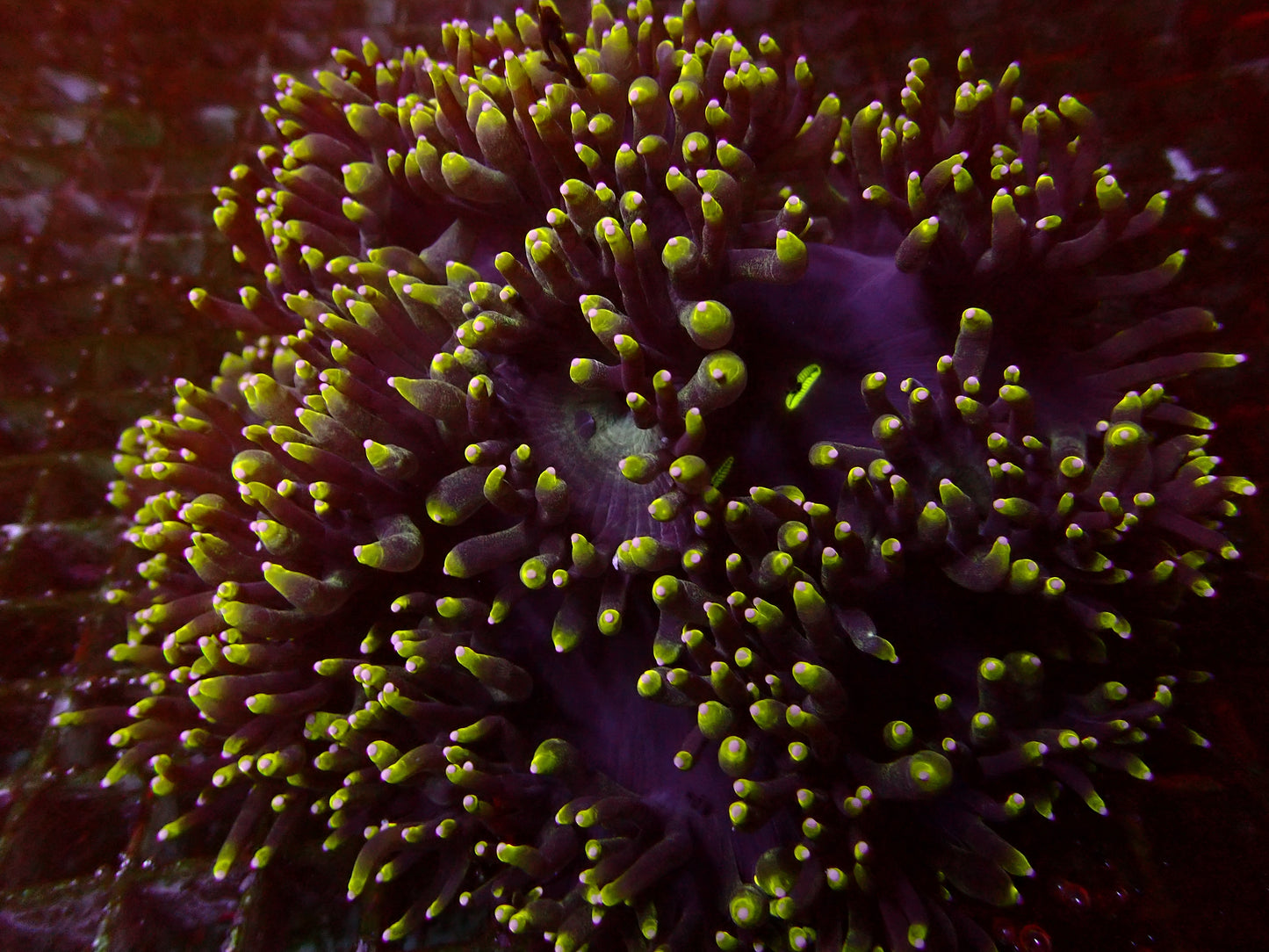 Green Tips Rasta Catalaphyllia | WYSIWYG