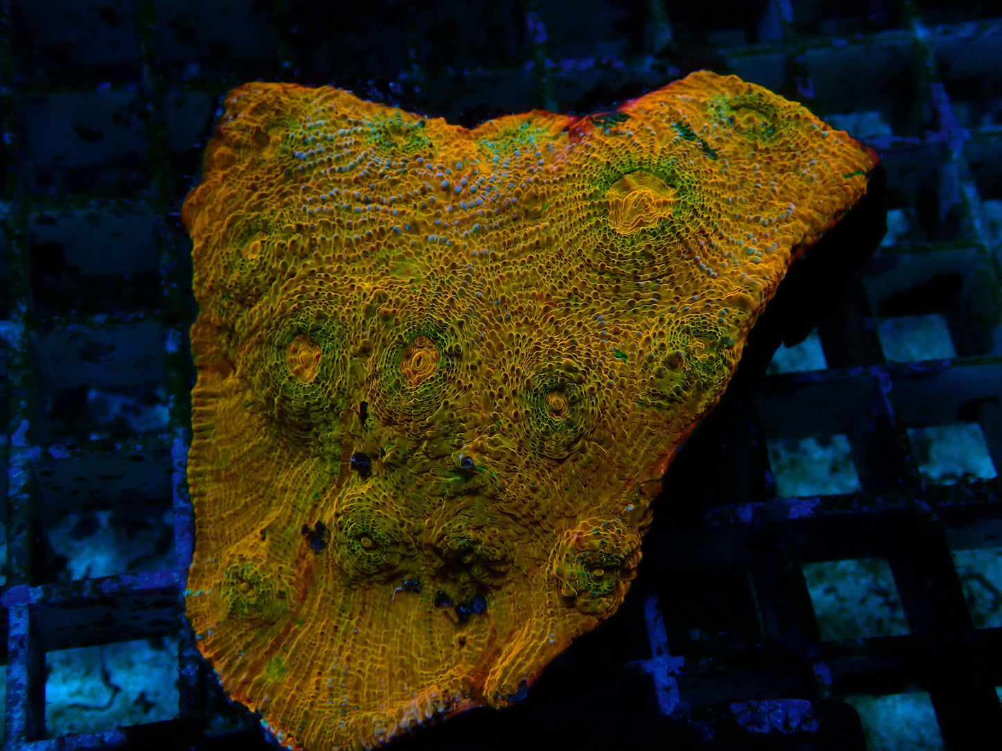 Yellow Grafted Chalice | Colony