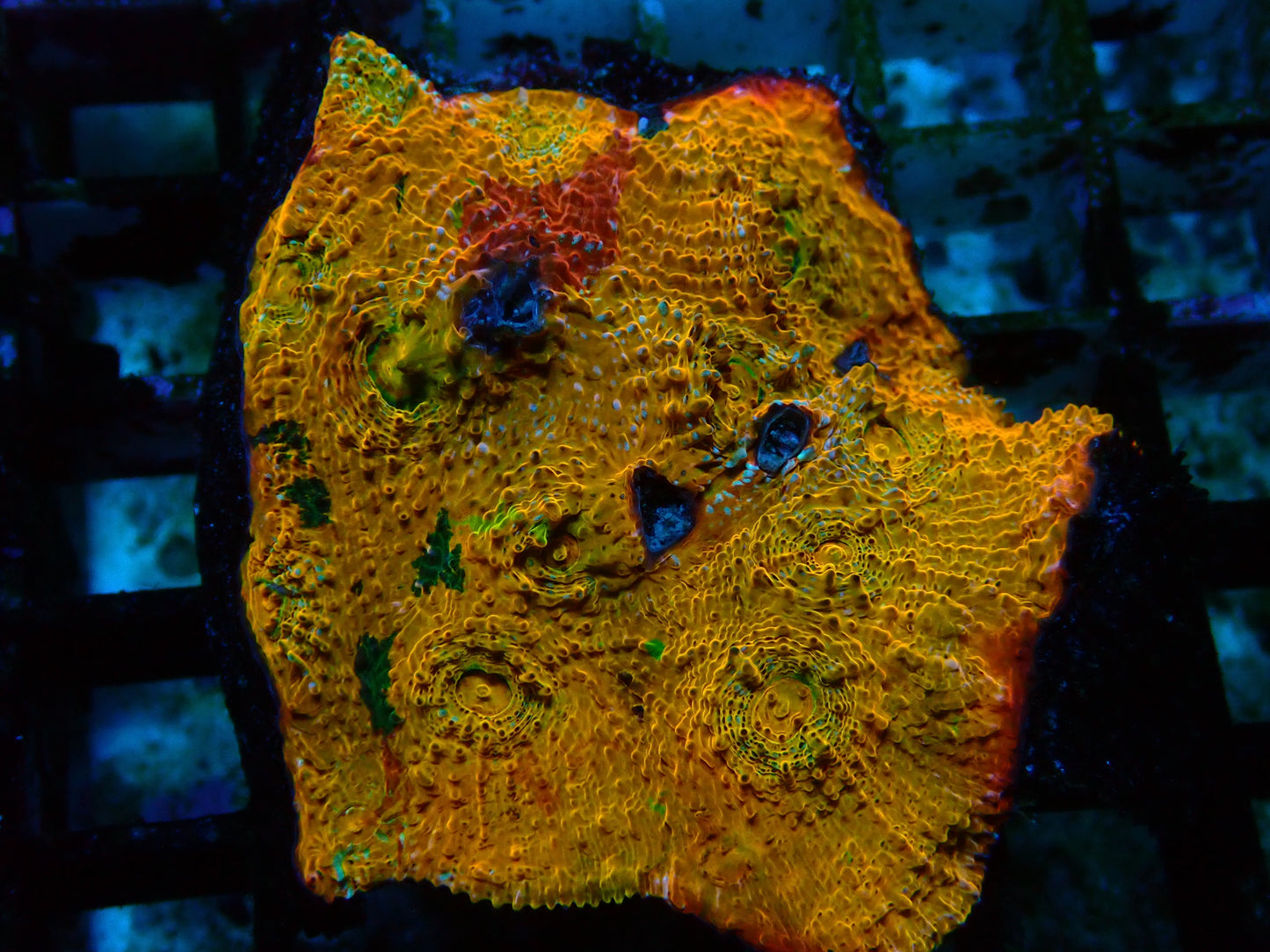 Yellow/Red/Green Grafted Chalice | Colony