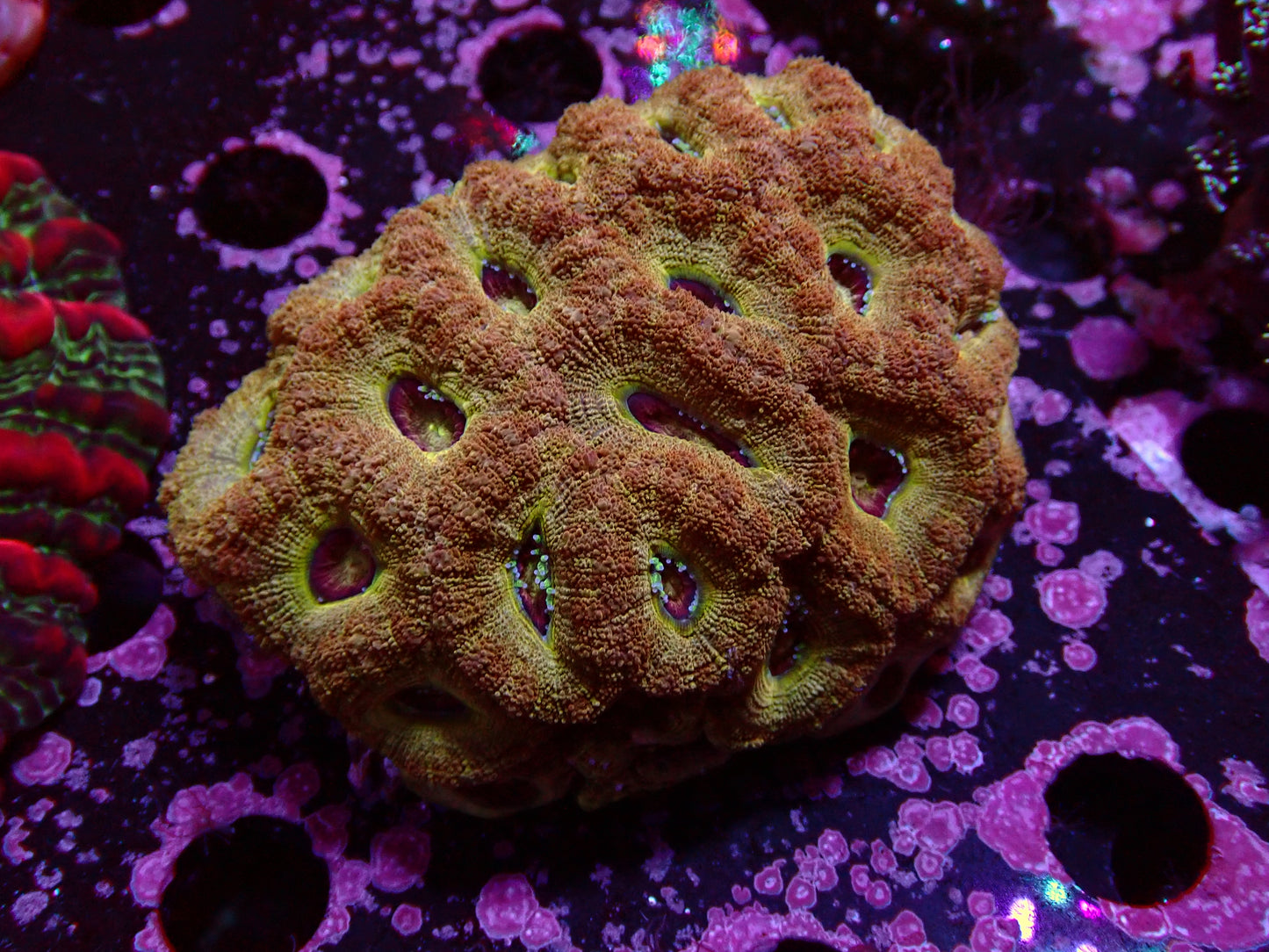 Mastergrade Asian Acan | Colony