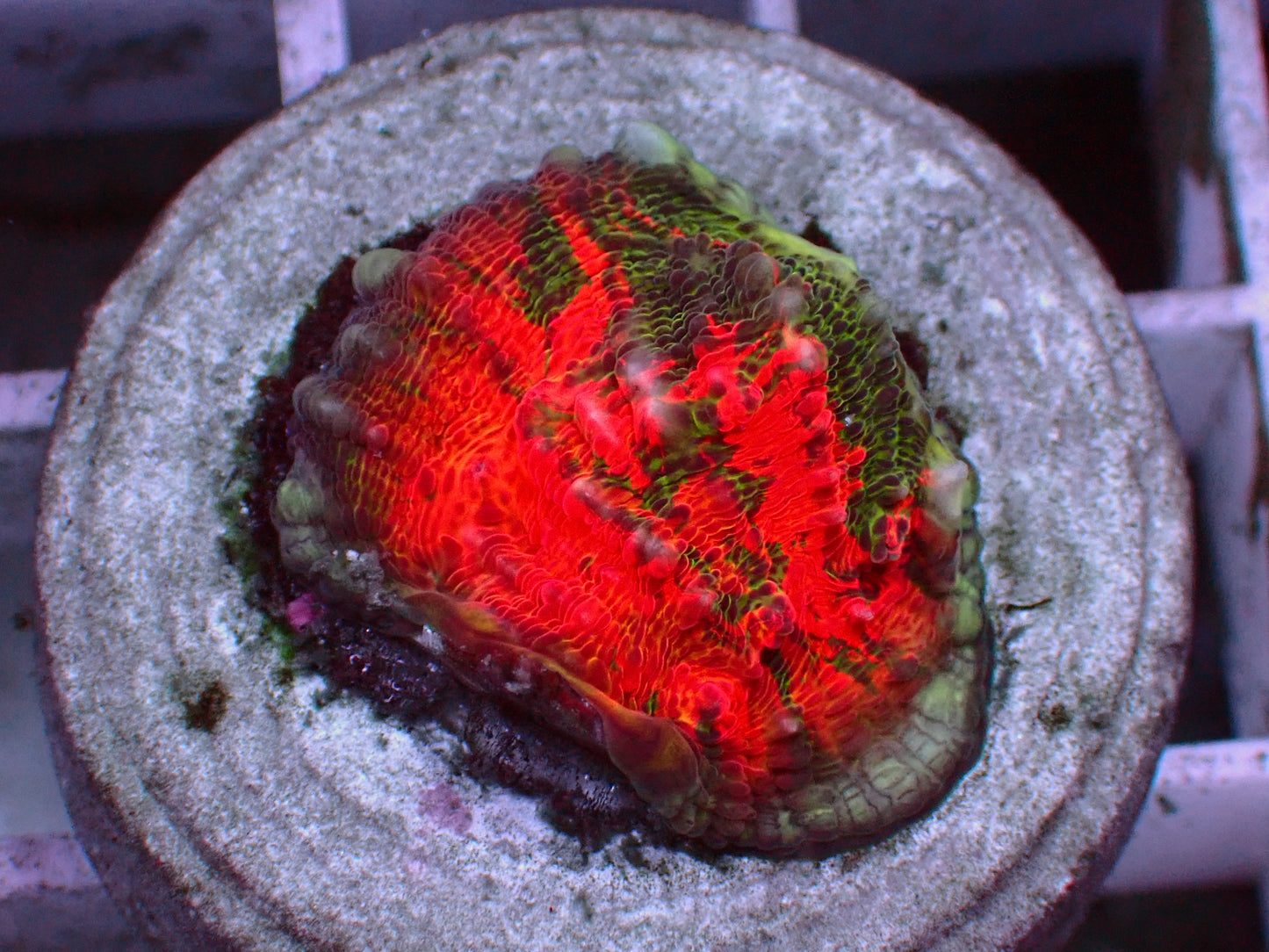 Rare! PR Burning Emerald Chalice | WYSIWYG