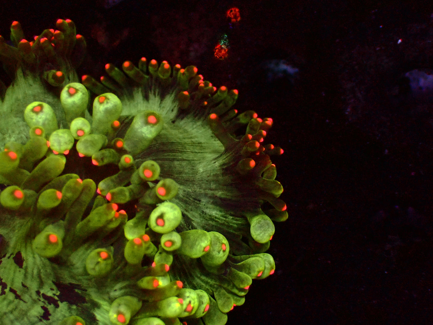 Catalaphyllia "Rose Gold Tips/Grafted Tentacle" | WYSIWYG