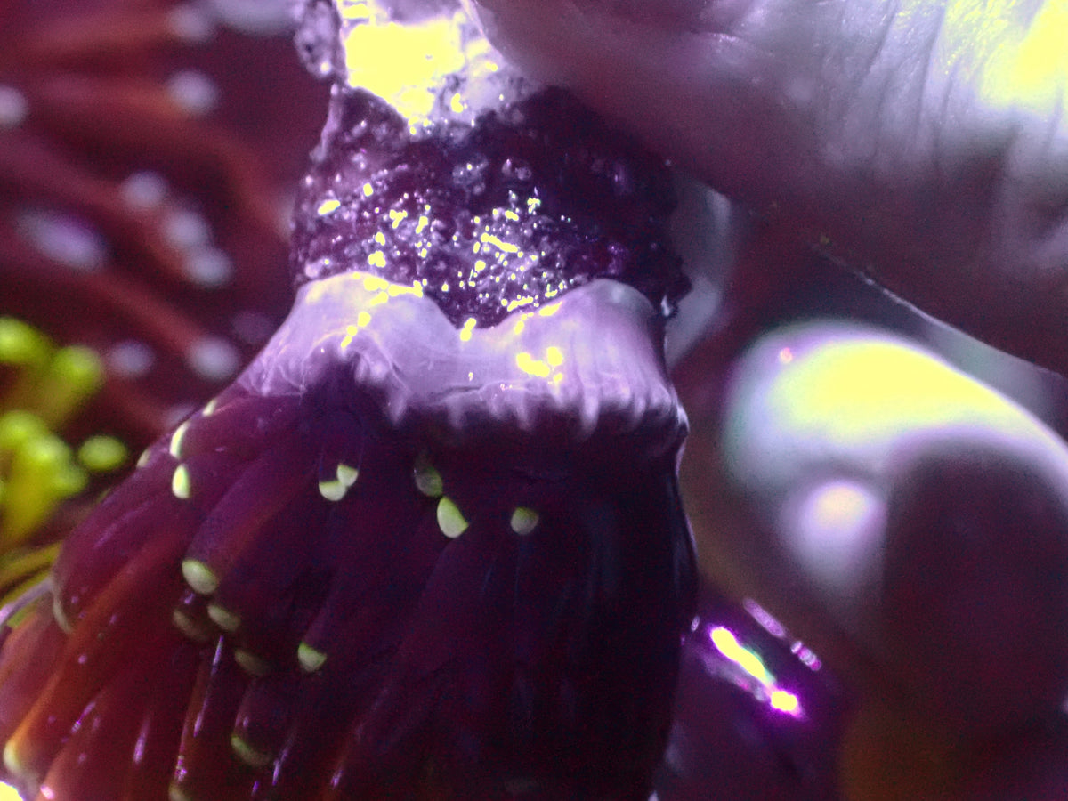 Euphyllia Jester Torch | WYSIWYG