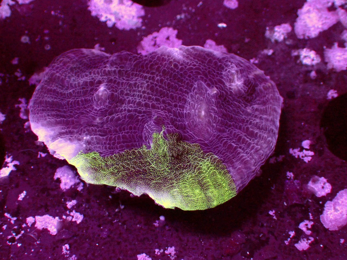 PR Aquaman Chalice | WYSIWYG