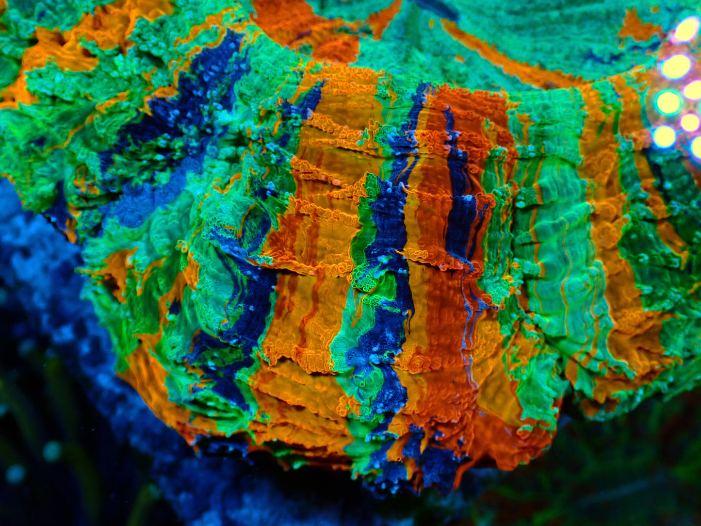 SUPER RAINBOW Acanthophyllia | WYSIWYG