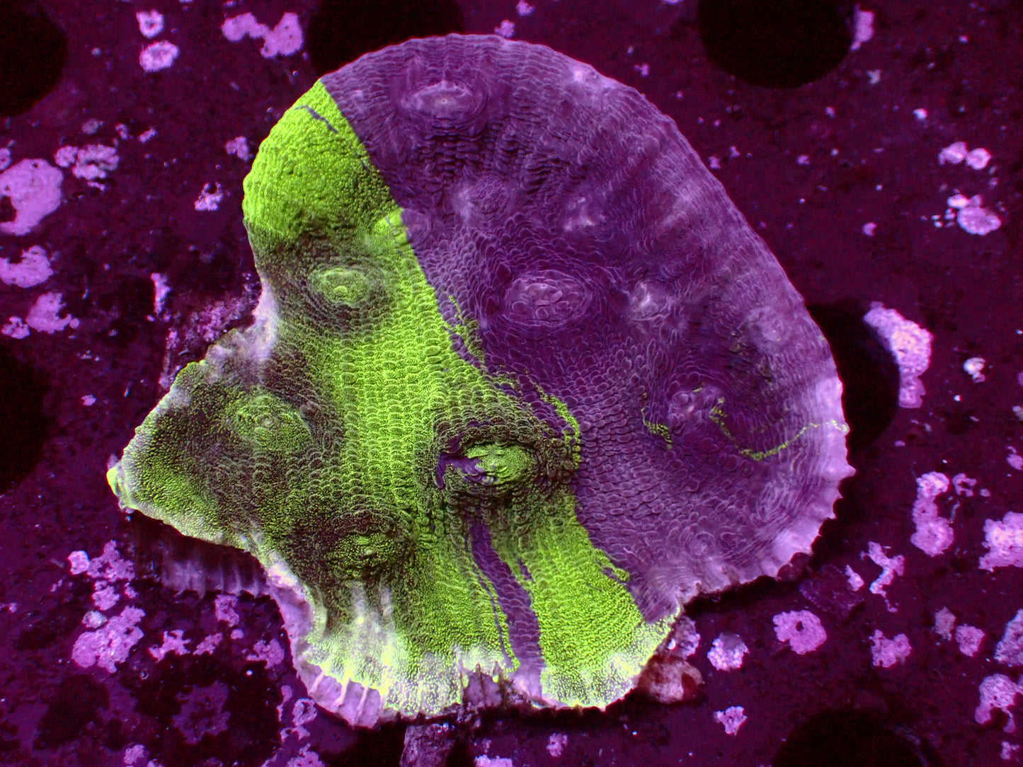 PR Aquaman Chalice | WYSIWYG