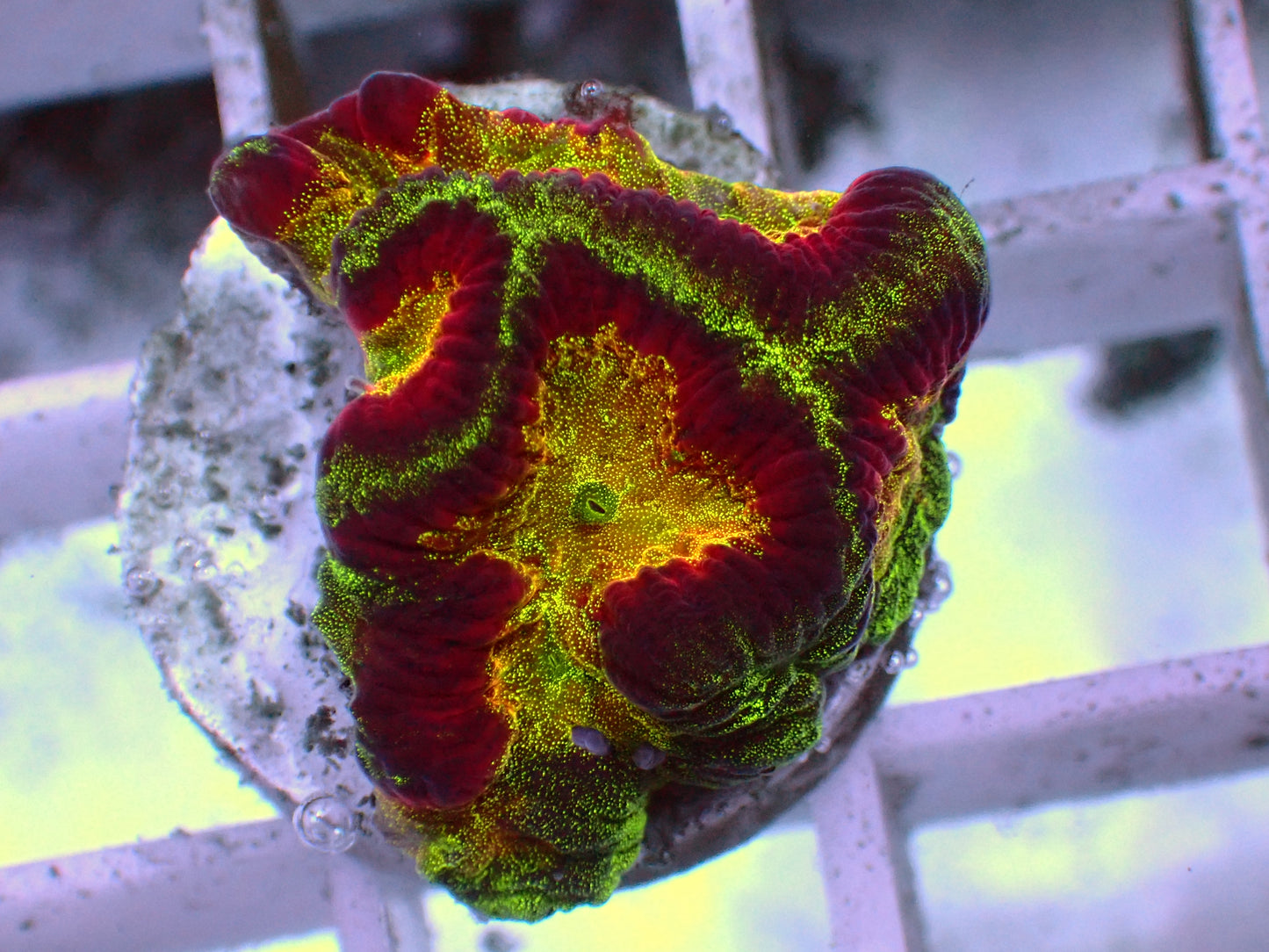 Rare! WWC Awesome Rainbow Platygyra | WYSIWYG