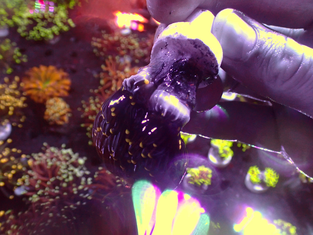 Euphyllia Metallic Yellow Tips | WYSIWYG