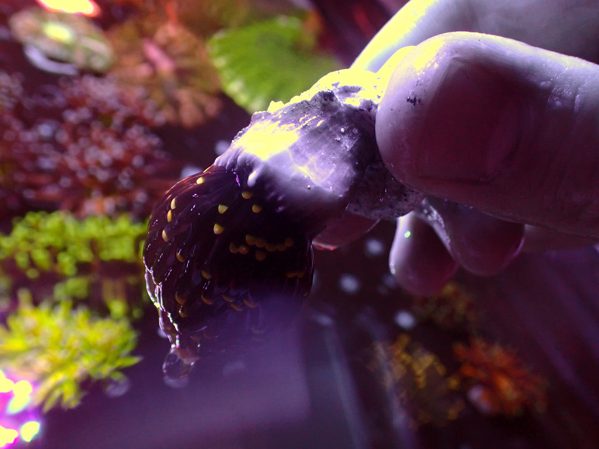 Euphyllia Metallic Yellow Tips Torch | WYSIWYG