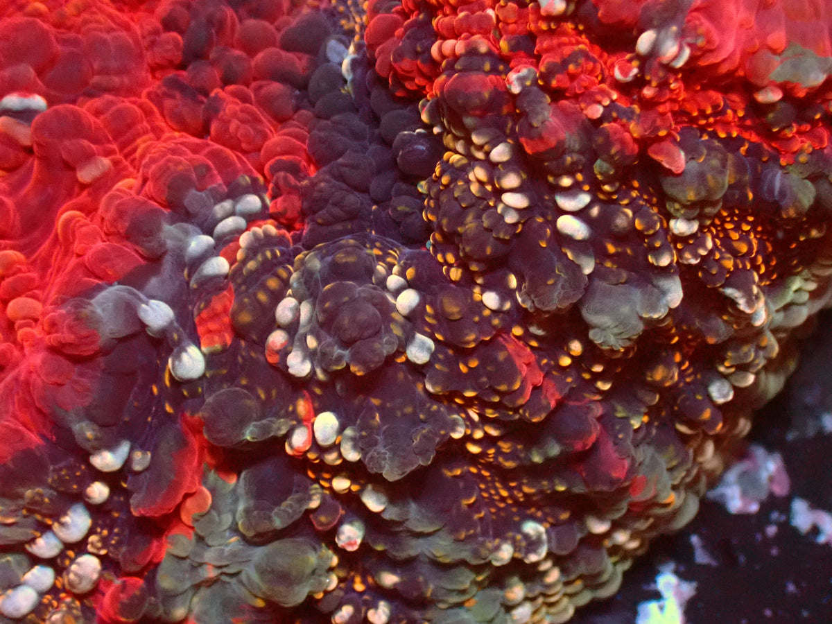 Acanthophyllia Rainbow Gold Dust | WYSIWYG