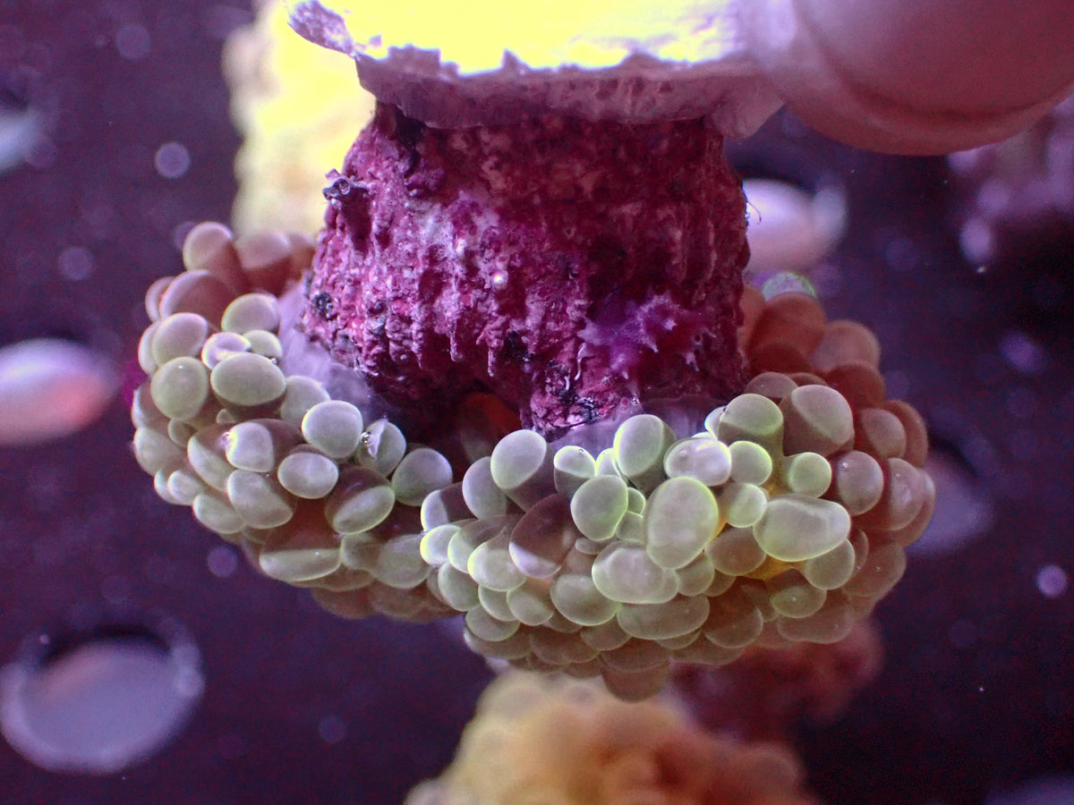 Euphyllia Paraancora Lemon Lime | Doublehead