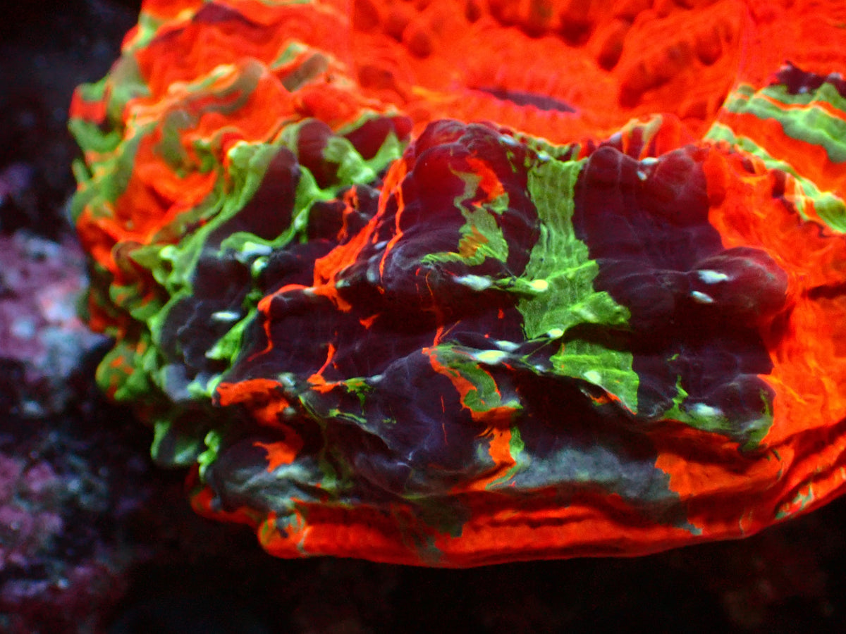 Acanthophyllia Super Rainbow | WYSIWYG