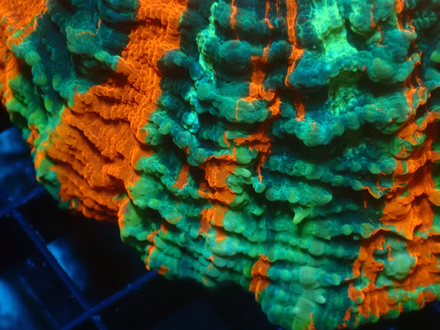Mastergrade Acanthophyllia | WYSIWYG