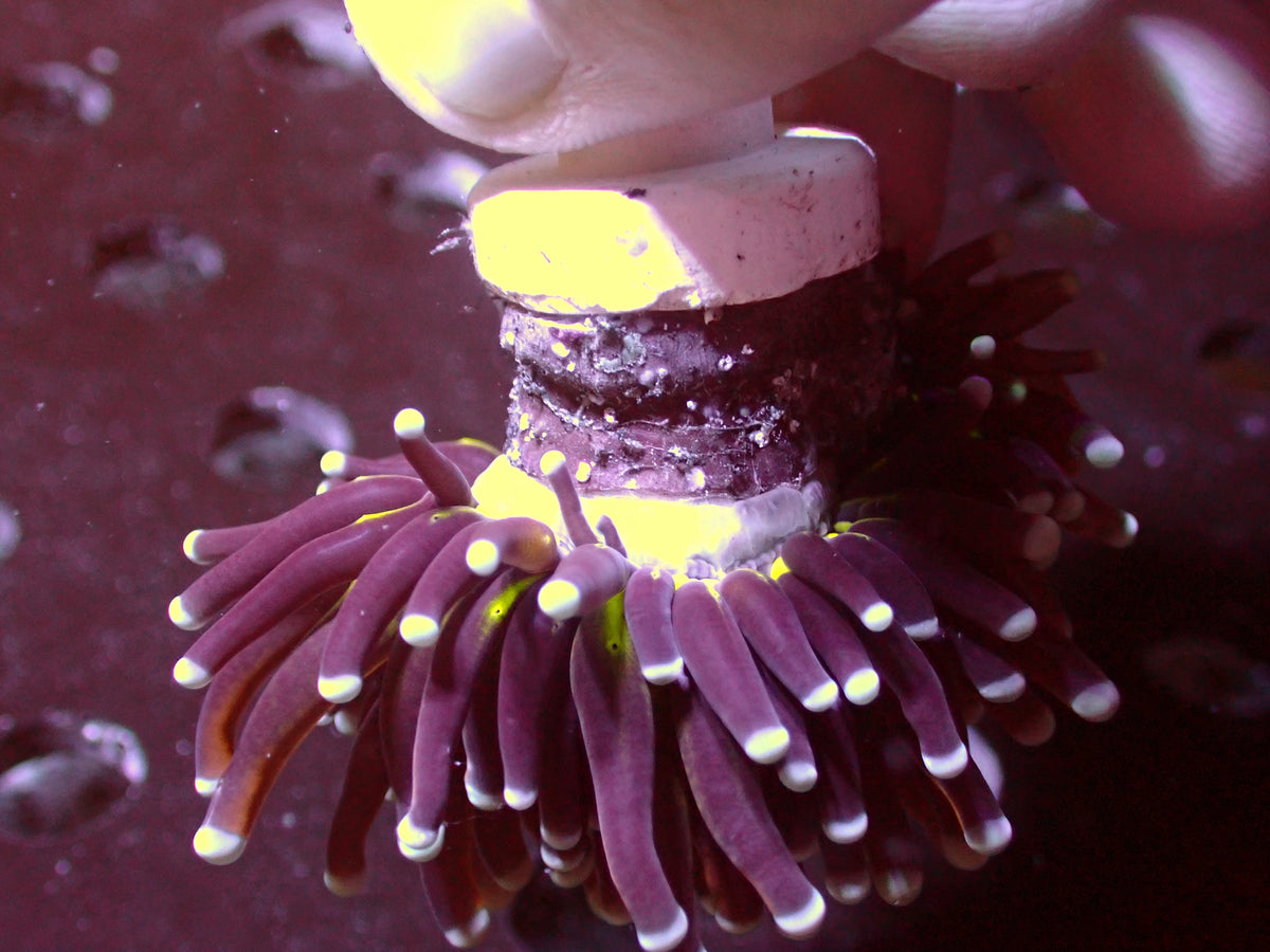 Euphyllia Golden Joker Torch | WYSIWYG
