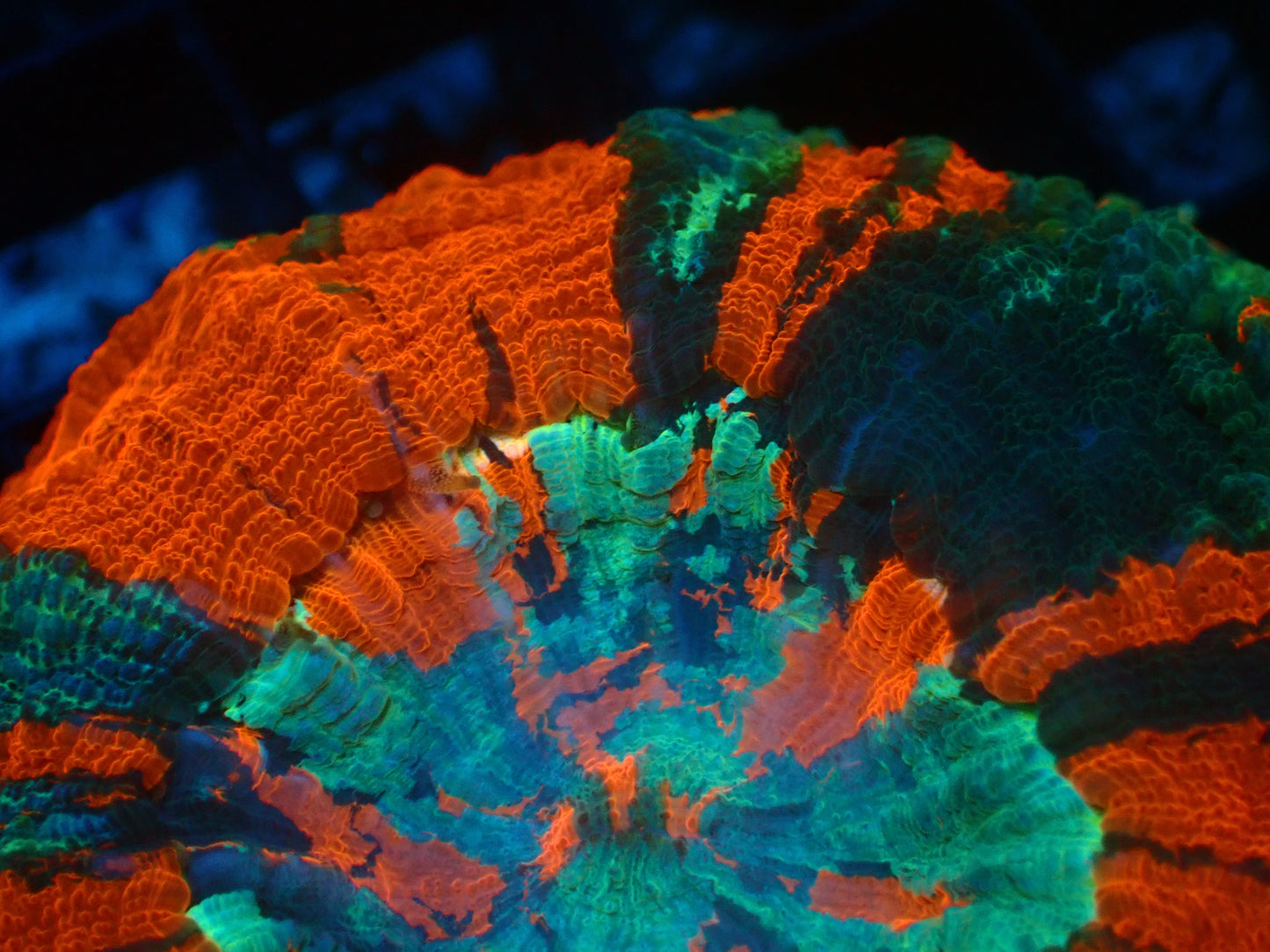 Mastergrade Acanthophyllia | WYSIWYG