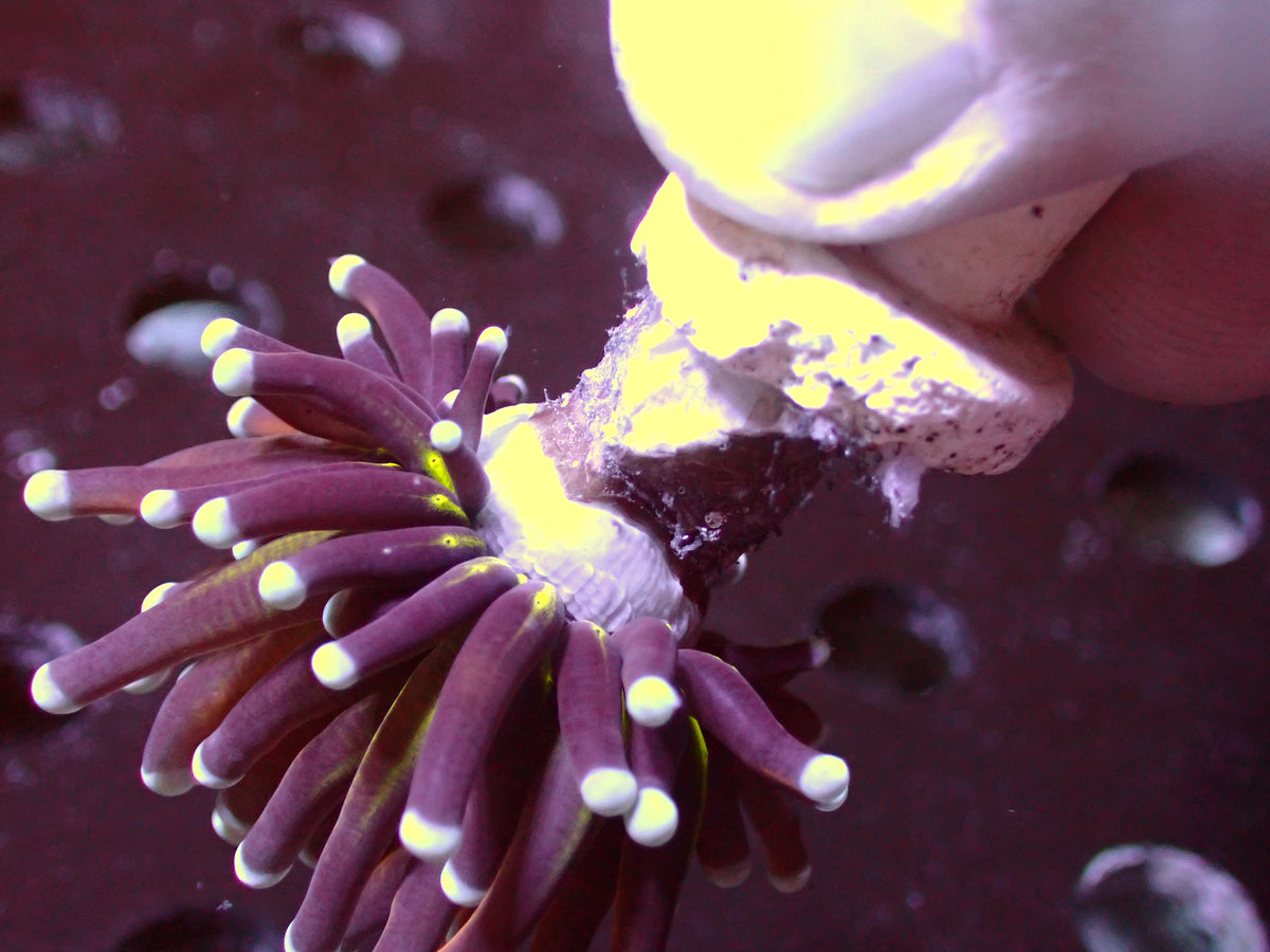 Euphyllia Golden Joker Torch | WYSIWYG