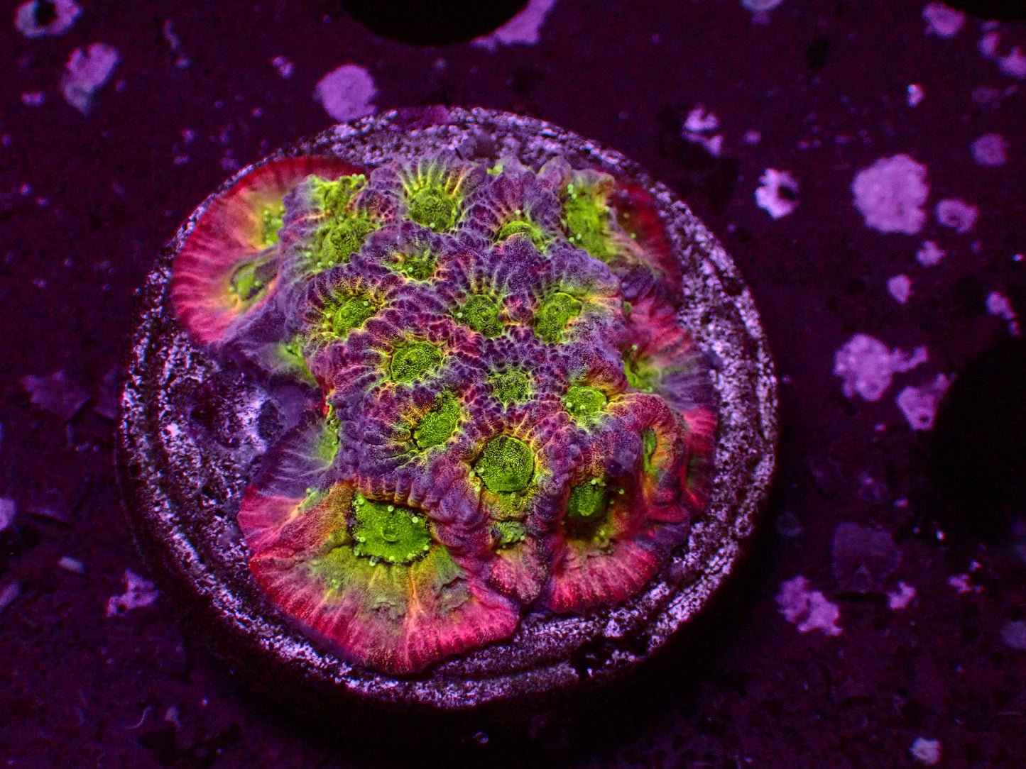 JF Dayglow Favia | WYSIWYG