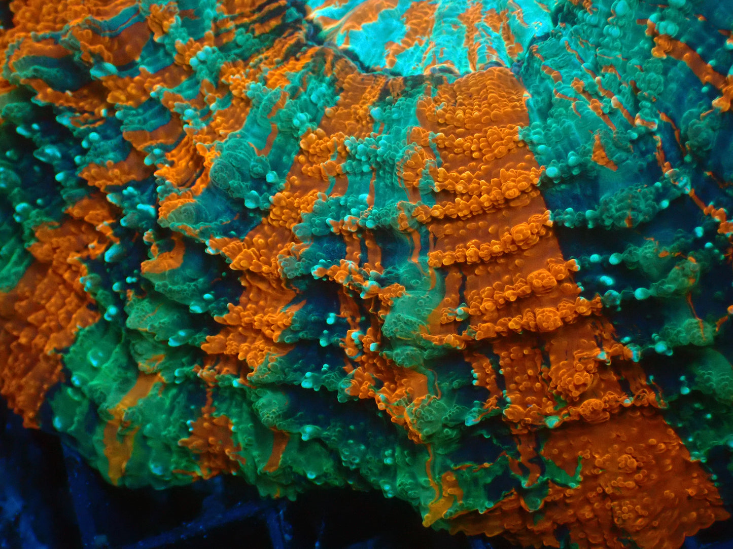 Mastergrade Acanthophyllia | WYSIWYG