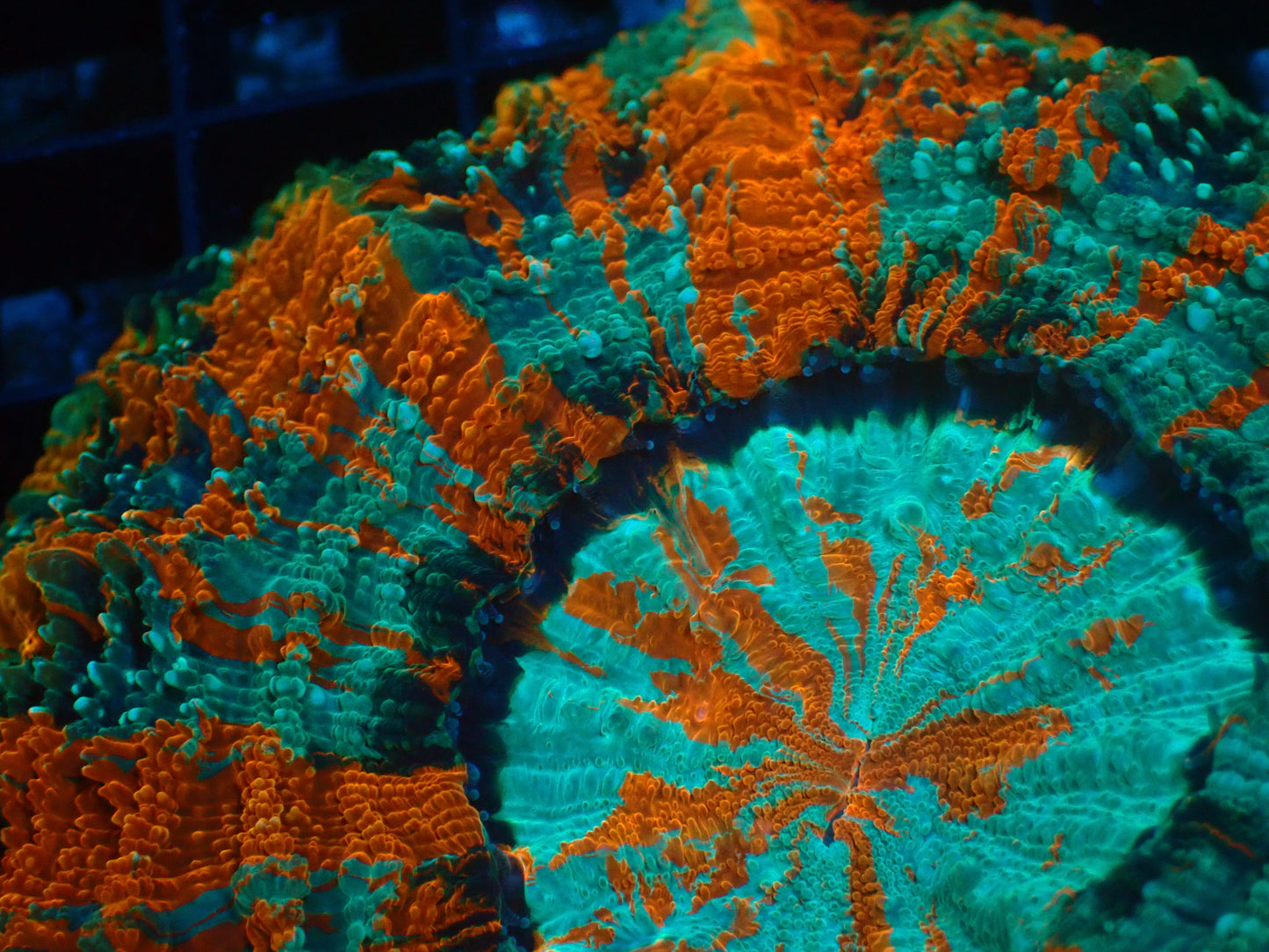 Mastergrade Acanthophyllia | WYSIWYG