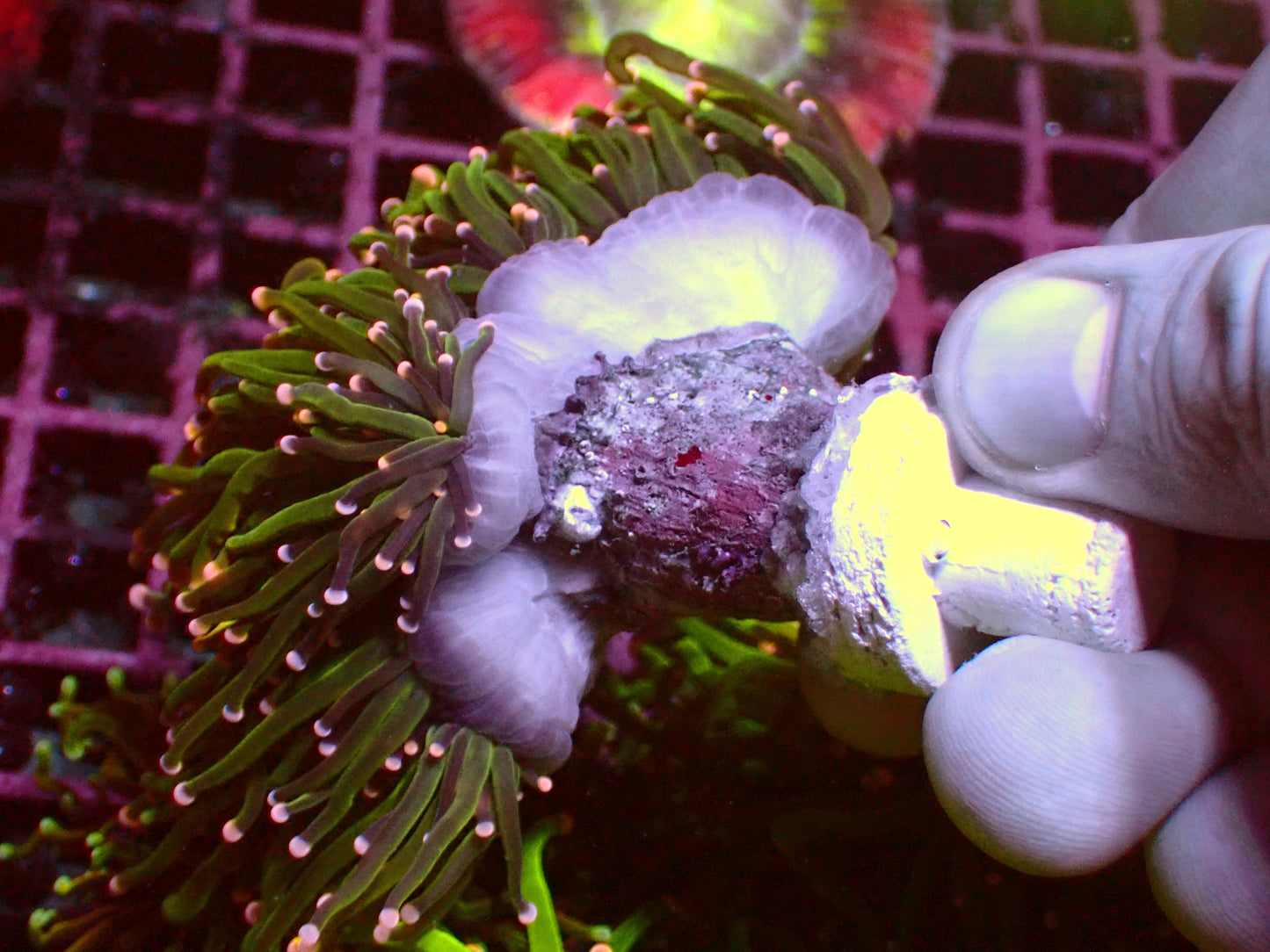 PR Mistery Torch | WYSIWYG