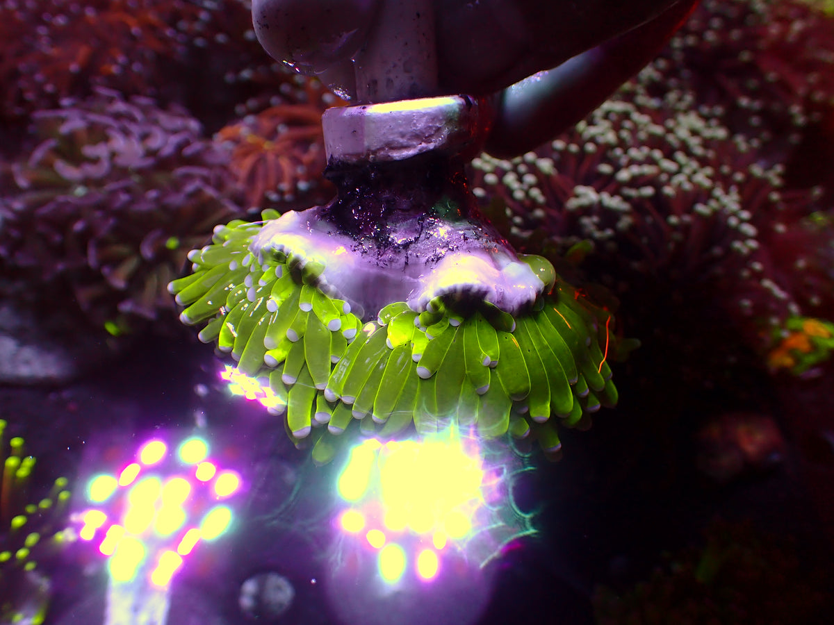 Euphyllia 24k Holy Grail Torch | WYSIWYG