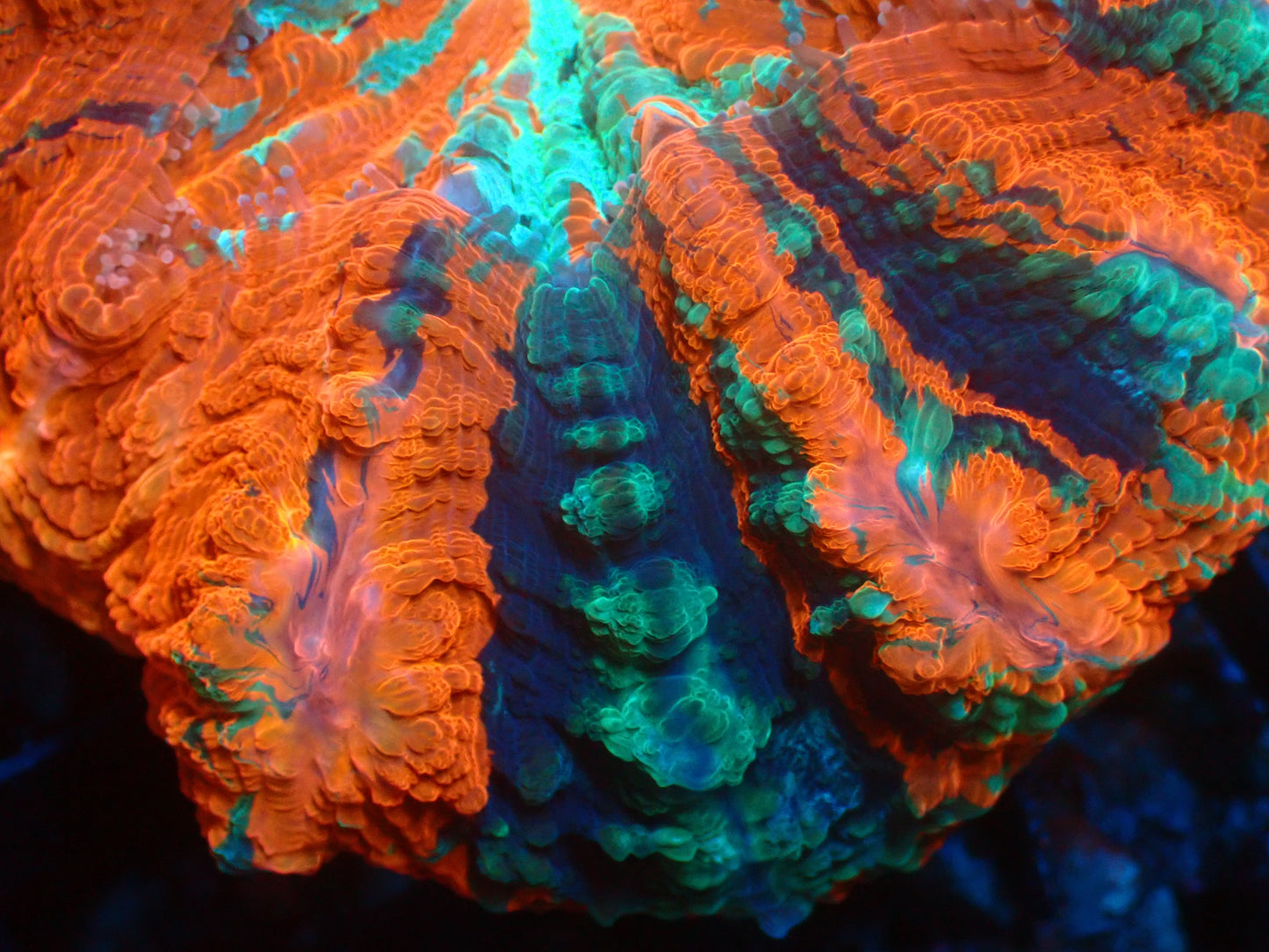Mastergrade Acanthophyllia | WYSIWYG