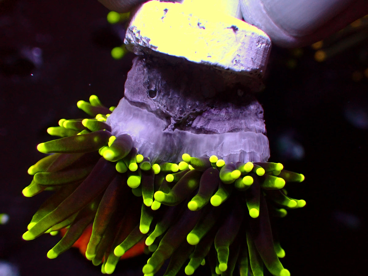 Euphyllia Neon Golden Torch | WYSIWYG