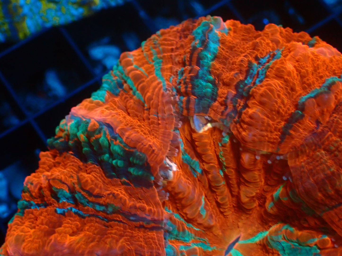 Mastergrade Acanthophyllia | WYSIWYG