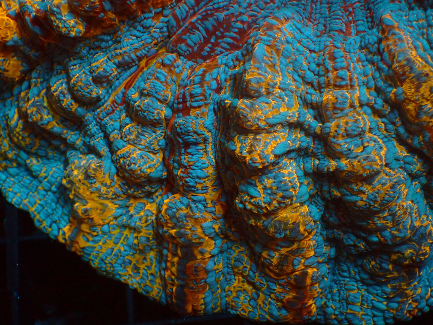 GOLDEN GLITTER Acanthophyllia | WYSIWYG