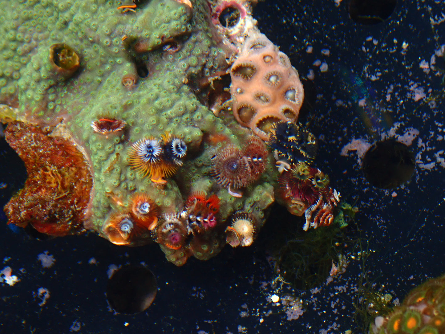 Christmas Tree Worm Rock | WYSIWYG