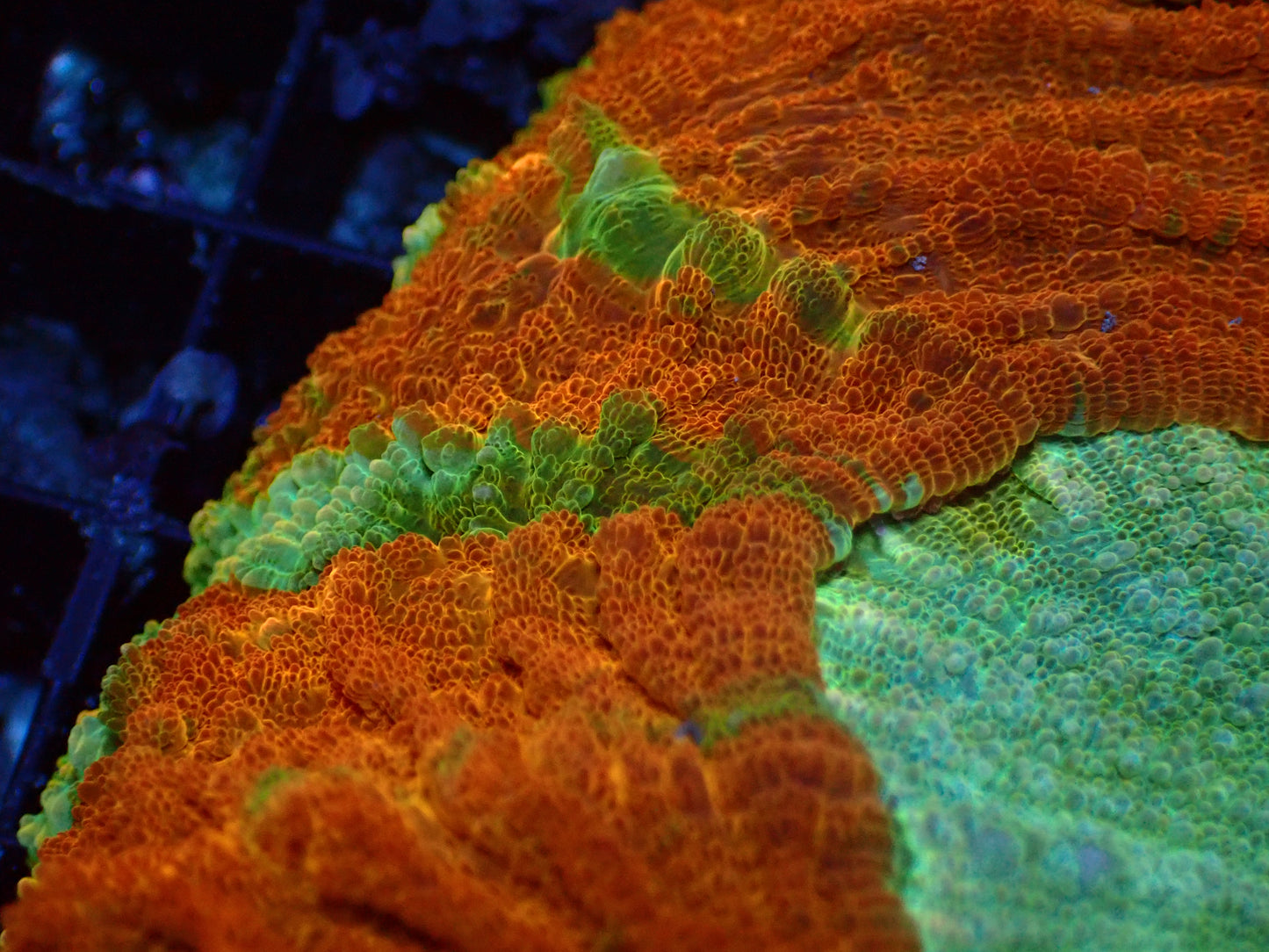 Orange Rim Acanthophyllia | WYSIWYG