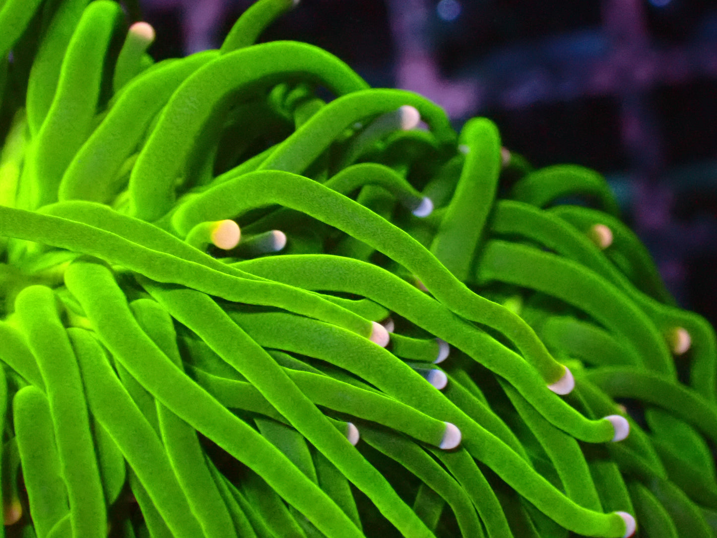 Cotton Candy Rainbow Tips Torch | Jumbo