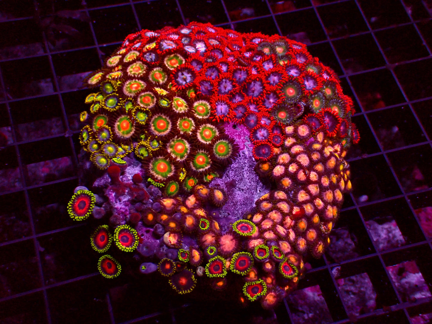 Zoanthus Master Garden | WYSIWYG