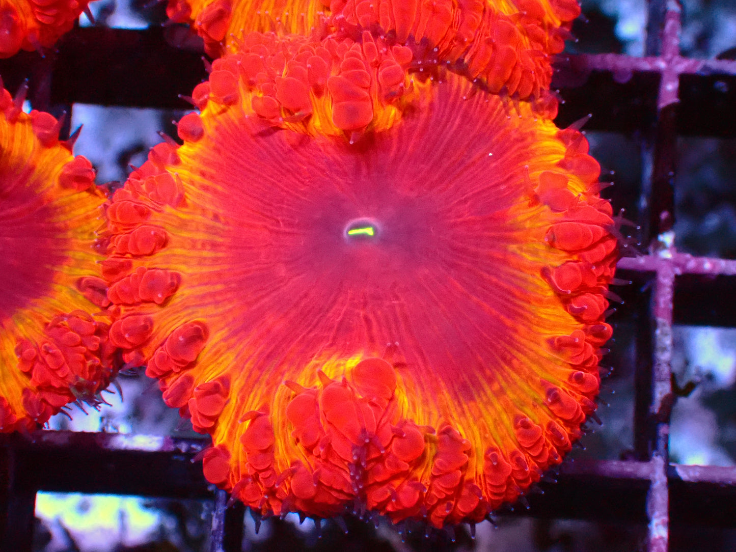 PR Ironman Blastomussa | WYSIWYG