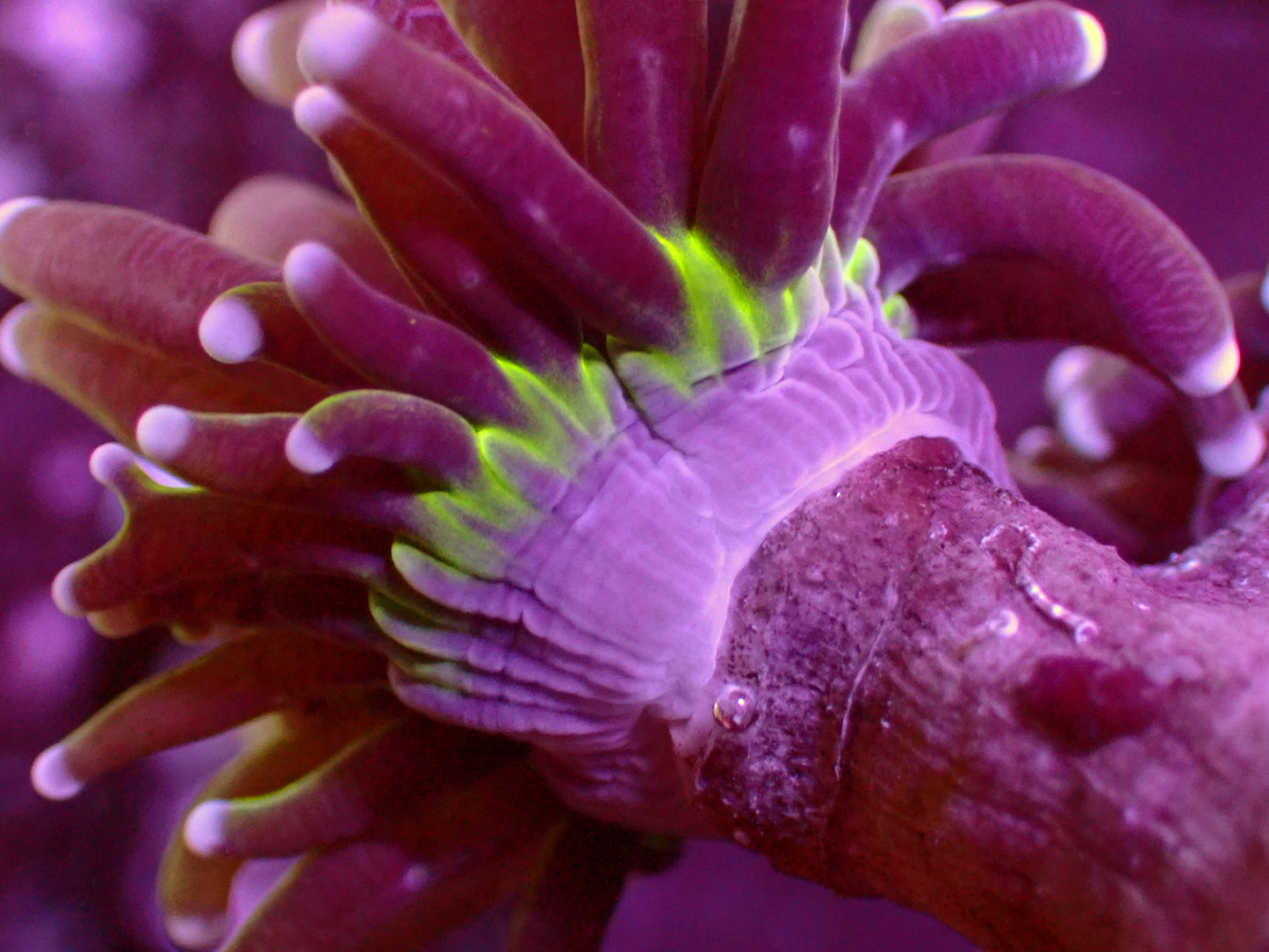 Branching Tiger Torch | WYSIWYG