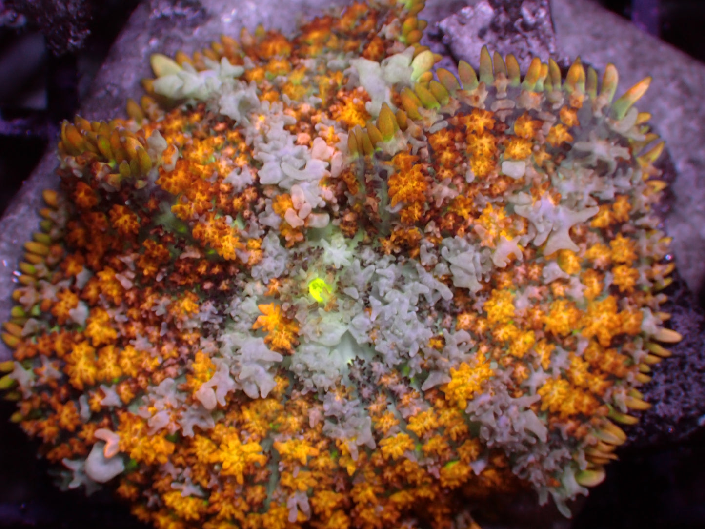 PR Berserker Bounce Mushroom | WYSIWYG