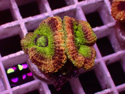 Asian Acanthastrea Green Center | WYSIWYG