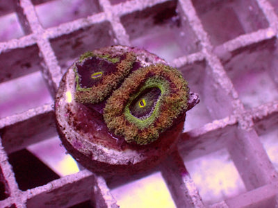 Asian Acanthastrea Master | WYSIWYG