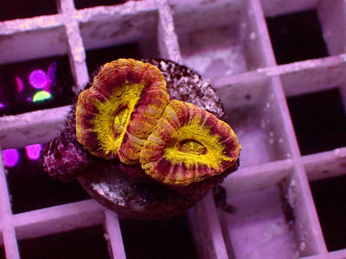 Asian Acanthastrea 1 of 1 Yellow WYSIWYG – Blaulichtaufnahme, leuchtend gelbe Mitte mit rot-orangem Muster