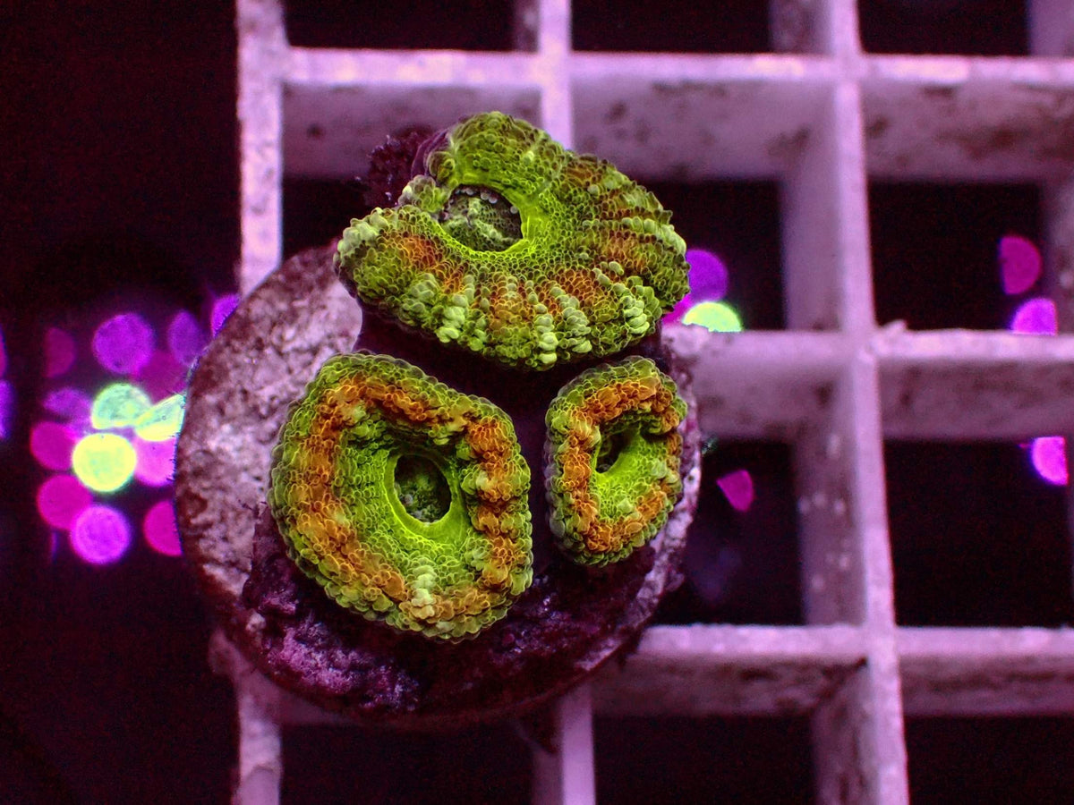 Asian Acanthastrea Green Center WYSIWYG – Blaulichtaufnahme, neongrün mit orangem Muster