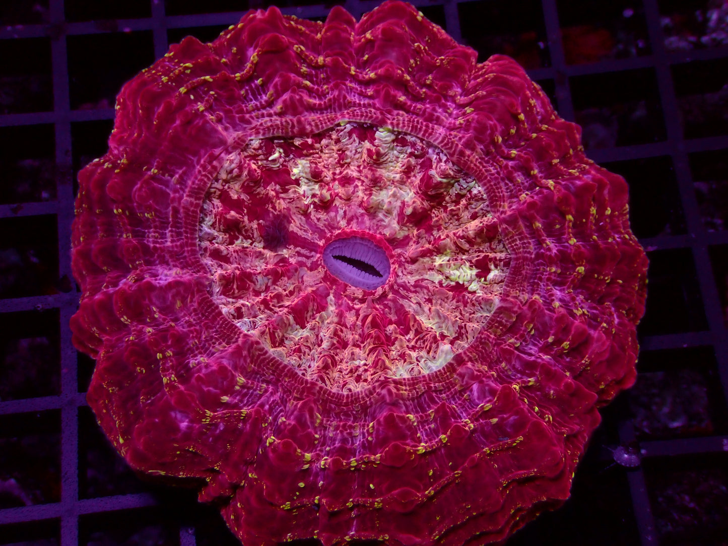 Red Galaxy Acanthophyllia | WYSIWYG