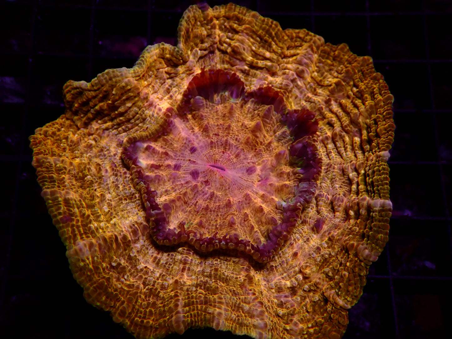 24k Gold Acanthophyllia | WYSIWYG