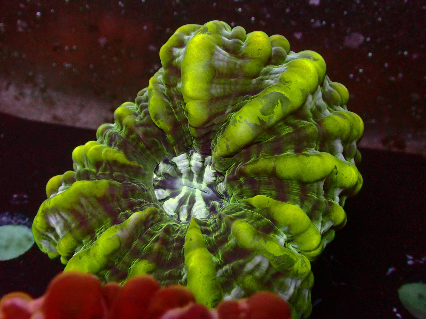 Citrus Cynarina | WYSIWYG