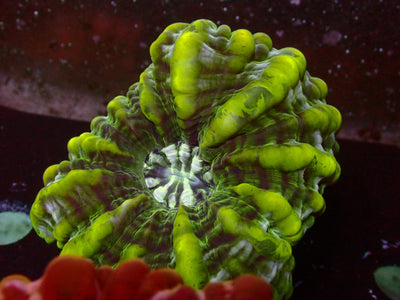 Citrus Cynarina | WYSIWYG
