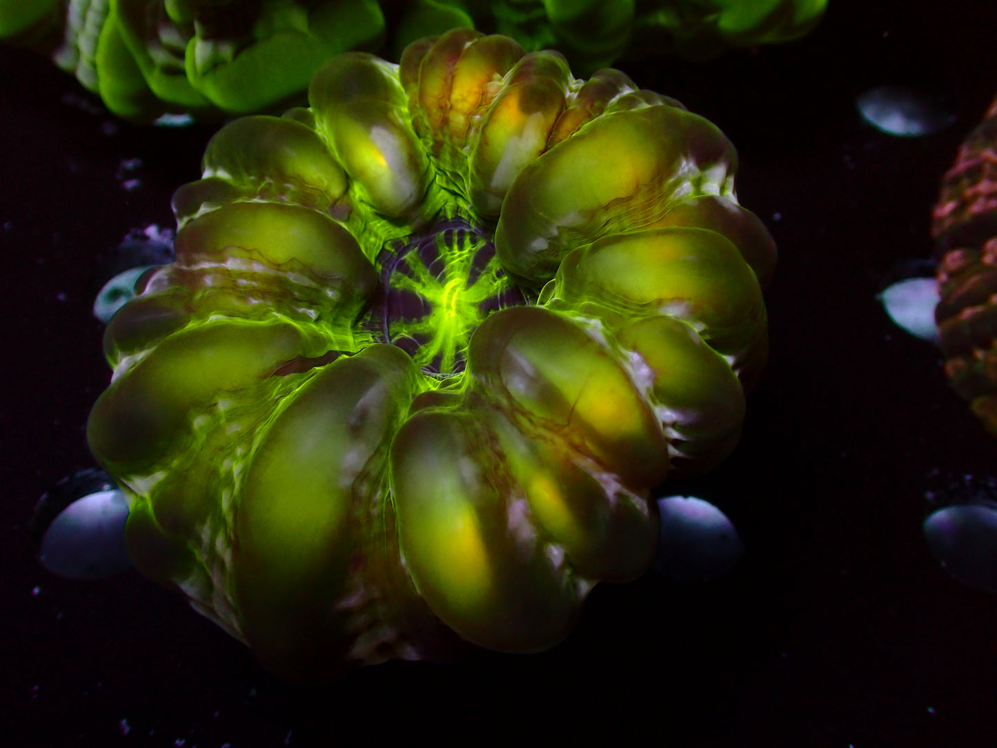 Lime Cynarina | WYSIWYG
