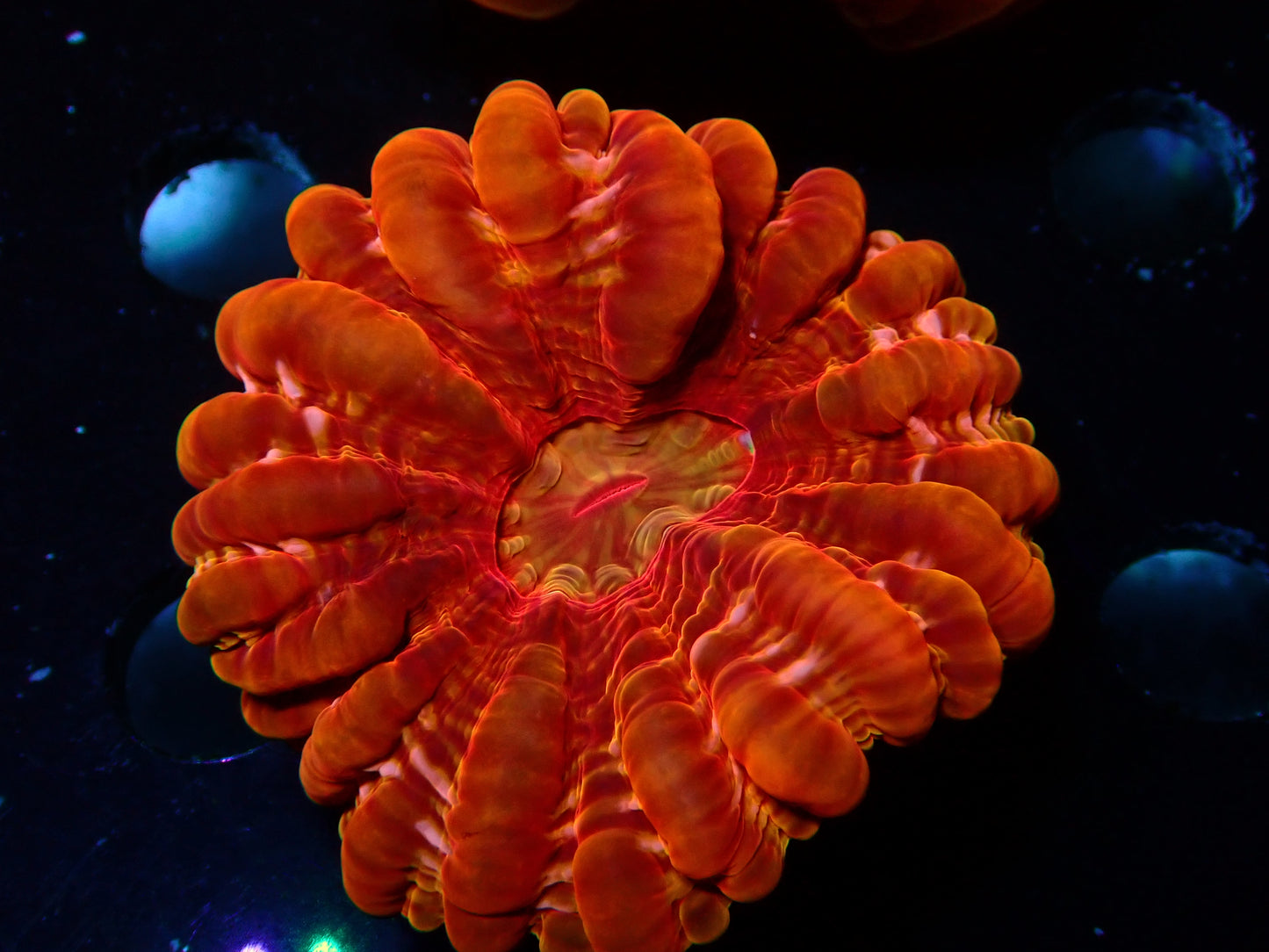 Red/Orange Cynarina | WYSIWYG