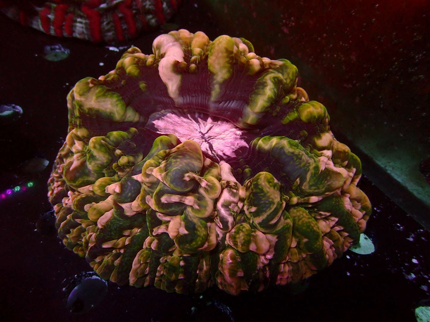 Pink Center Indophyllia | WYSIWYG