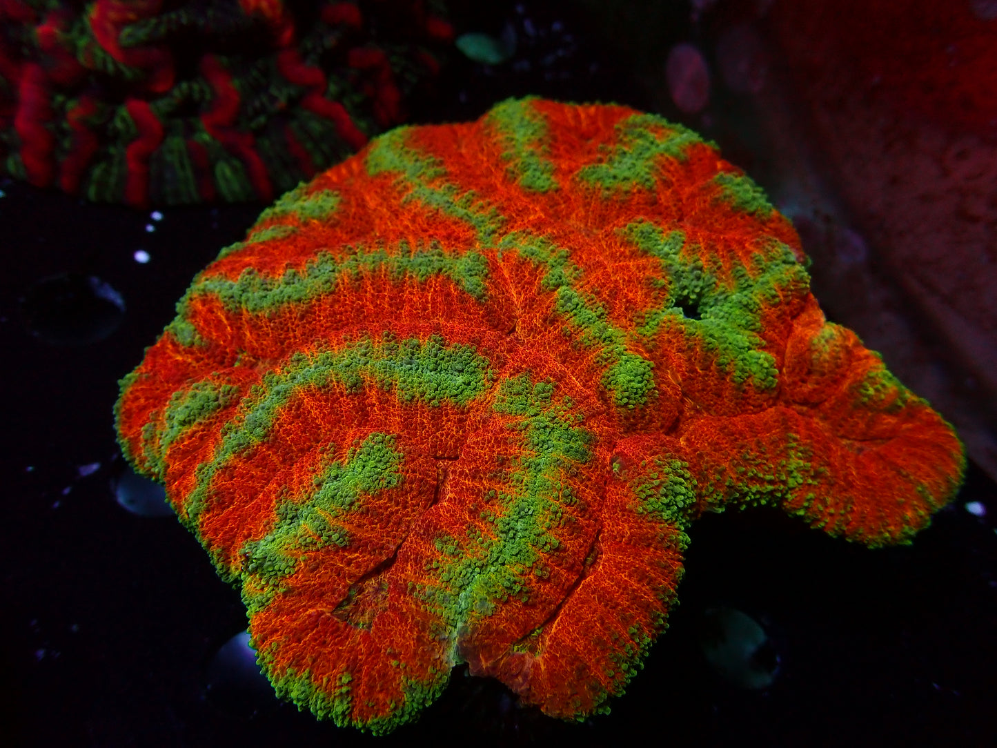 Rainbow Sympyhllia | WYSIWYG